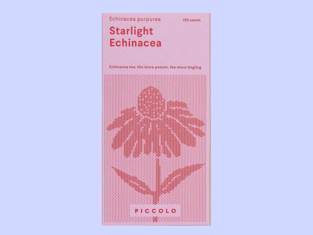 Image of SAATGUT Starlight Echinacea