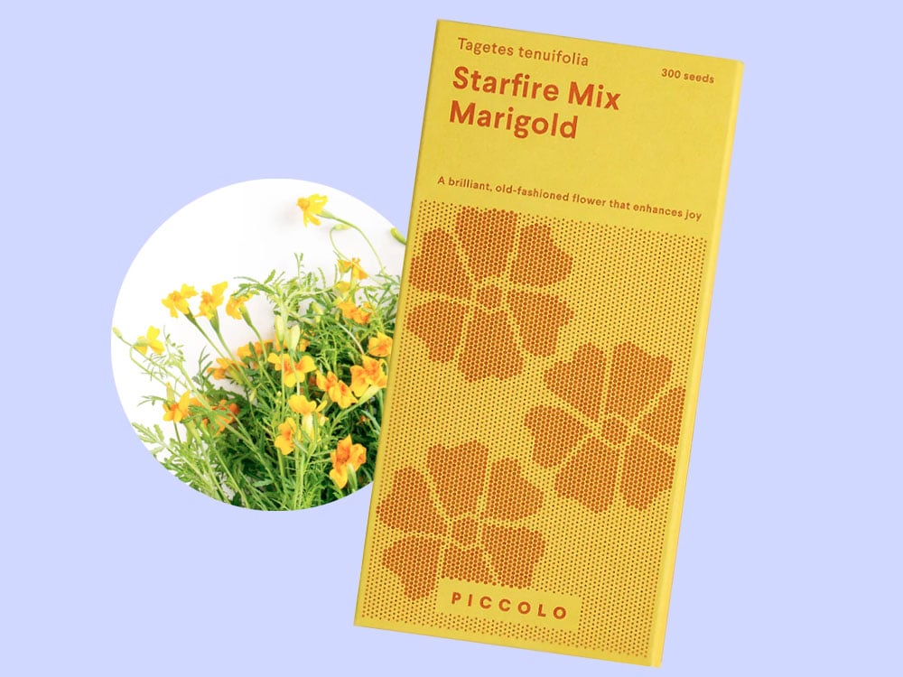 Image of SAATGUT Starfire Mix Marigold