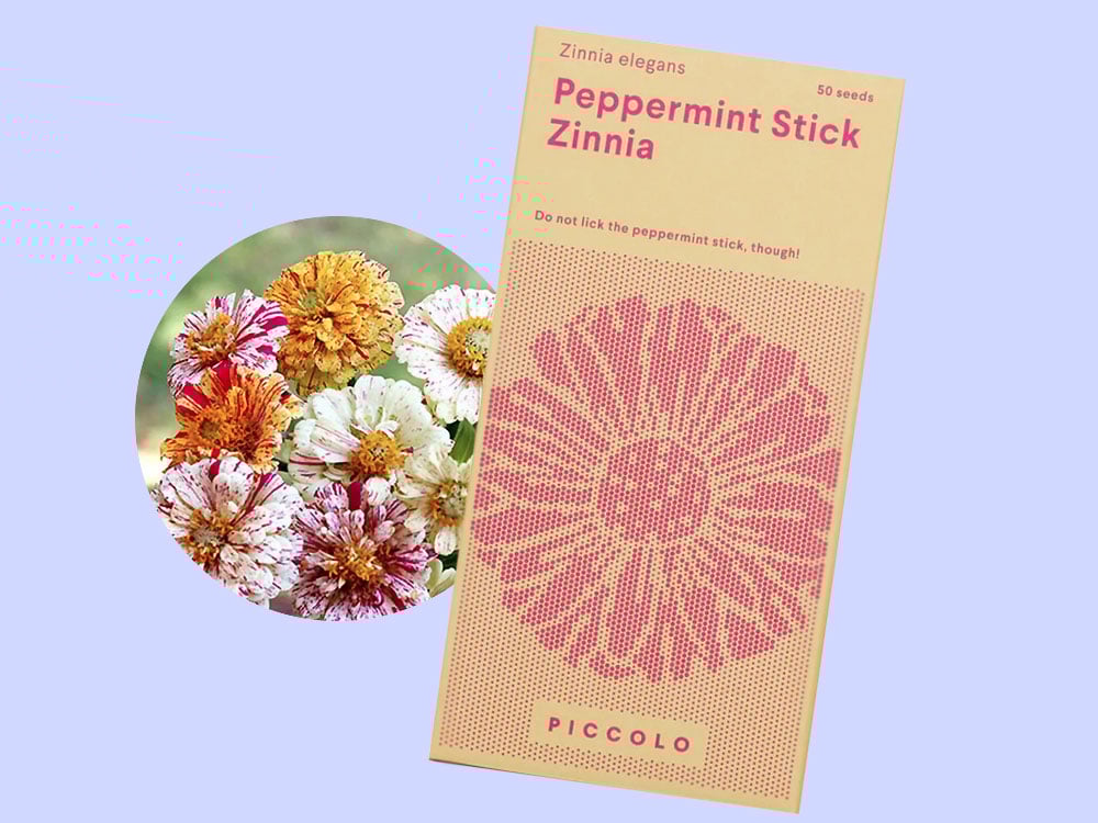 Image of SAATGUT Peppermint Stick Zinnia