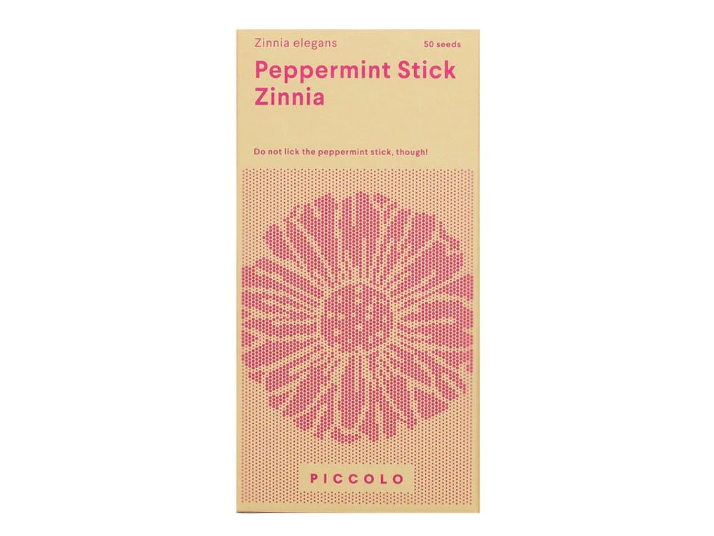 Image of SAATGUT Peppermint Stick Zinnia