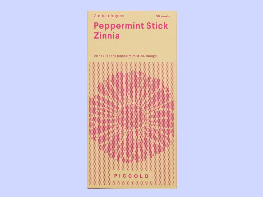 Image of SAATGUT Peppermint Stick Zinnia