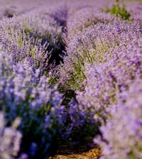 Image 4 of Lavender Love Beauty Bar