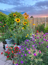 Rainbow Cottage Garden - 8” X 12” Canvas Print 