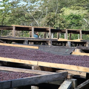 Image of Café du moment - Salvador