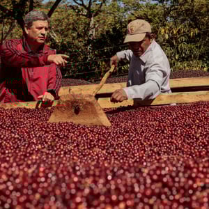 Image of Café du moment - Salvador