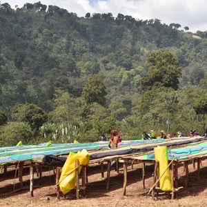 Image of Ethiopie Yirgacheffe