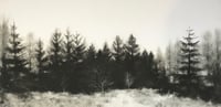 Image 2 of Winter Forest Print