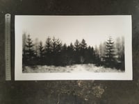 Image 1 of Winter Forest Print