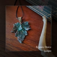 Image 3 of ☽ Bryonia Dioica ☾