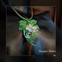 Image 4 of ☽ Bryonia Dioica ☾