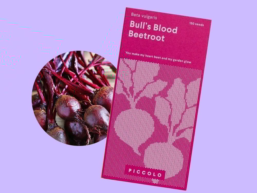 Image of SAATGUT Bull's Blood Beetroot