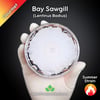 Bay Sawgill (Lentinus Badius) Live Mycelium Mushroom Culture Spawn Seed