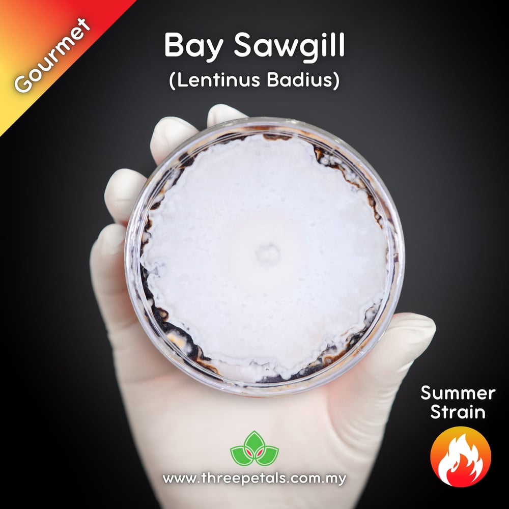 Bay Sawgill (Lentinus Badius) Live Mycelium Mushroom Culture Spawn Seed