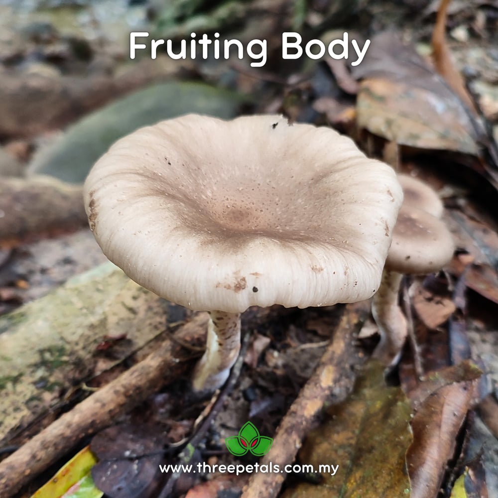 Giant Oyster Mushroom (Pleurotus Giganteus) Live Mycelium Mushroom Culture Spawn Seed