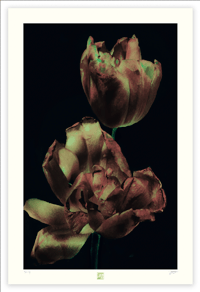 Image 1 of FADING TO BLACK (36X24)