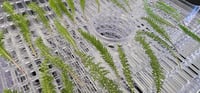 Image 3 of Yarrow Leaf (Dried)