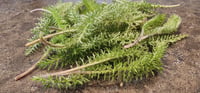 Image 2 of Yarrow Leaf (Dried)