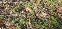 Image 4 of Yarrow Leaf (Dried)