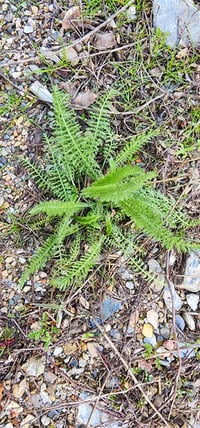 Image 1 of Yarrow Leaf (Dried)