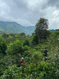 Image 3 of Kolumbien - Villa Camilla - Anaerobic washed Gesha - Premium Pick Filter