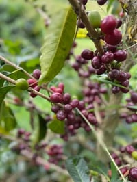 Image 5 of Kolumbien - Villa Camilla - Anaerobic washed Gesha - Premium Pick Filter