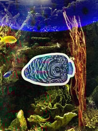 Image 1 of juvenile emperor angelfish sticker 