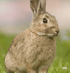 Apple, Rabbit, Grapes Image 2