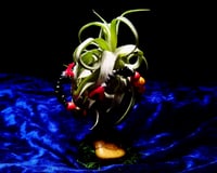 Image 2 of 'TRI-CORAL' - AIR PLANT ISLAND (DELUXE MINI)