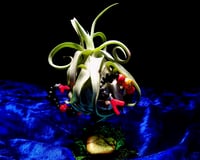 Image 3 of 'TRI-CORAL' - AIR PLANT ISLAND (DELUXE MINI)