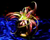 Image 5 of 'TRI-CORAL' - AIR PLANT ISLAND (DELUXE MINI)