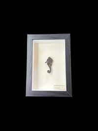 hippocampus trimaculatus frame