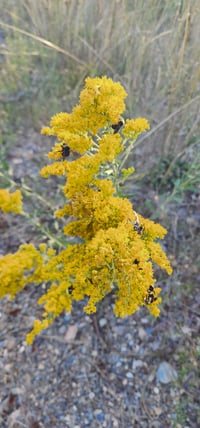 Image 1 of Goldenrod (Dried)