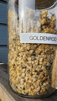 Image 3 of Goldenrod (Dried)