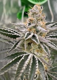 Image 1 of Papaya Chemdawg