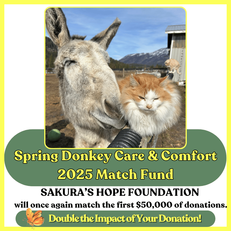 Image of Donate - Donkey Care & Comfort 2025 Matching Fund