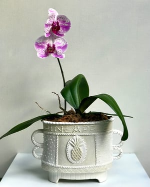 Image of Pineapple Slipware Cachepot/Vase