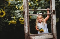 Image 10 of SUNFLOWER fields forever ~ minis