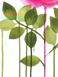 Image 3 of Gingembre