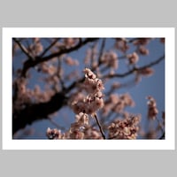Cherry Blossom at Nara Park