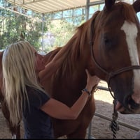 Image 3 of Hands on equine and small animal  energy work