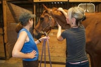 Image 4 of Hands on equine and small animal  energy work