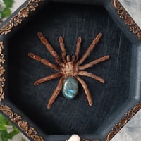 Image 2 of Costa Rican Orange Mouth Tarantula