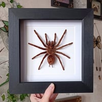 Image 1 of Framed Bronze Tarantula