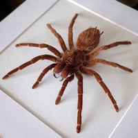 Image 2 of Framed Bronze Tarantula
