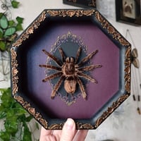 Framed Curlyhair