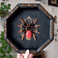 Mexican Pink Tarantula