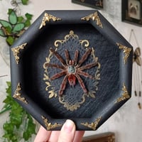 Antilles Pinktoe Tarantula