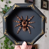 Mexican Redknee Tarantula
