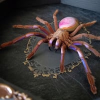 Image 3 of Electric Blue Tarantula