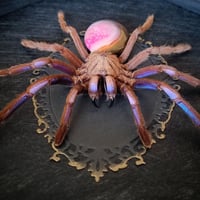Image 2 of Electric Blue Tarantula